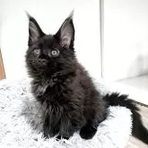 メインクーン【埼玉県・男の子・2025年3月6日・ブラック】の写真2