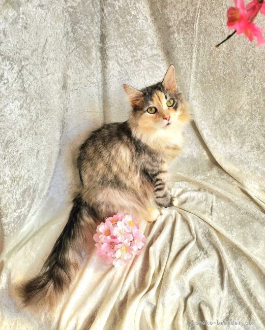 金子　円(かねこ　まどか)ブリーダー(神奈川県・ノルウェージャンフォレストキャット・ICC登録)の紹介写真3