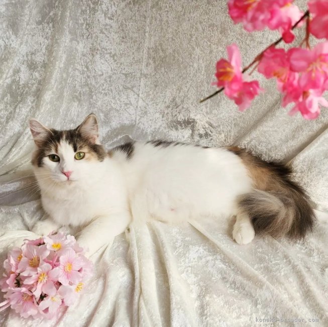金子　円(かねこ　まどか)ブリーダー(神奈川県・ノルウェージャンフォレストキャット・ICC登録)の紹介写真4