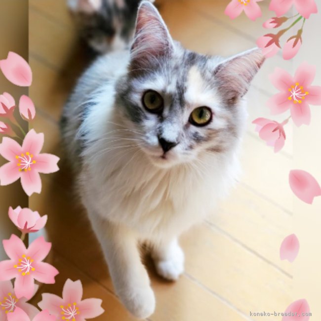 金子　円(かねこ　まどか)ブリーダー(神奈川県・ノルウェージャンフォレストキャット・ICC登録)の紹介写真5