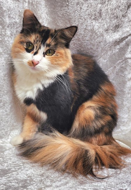 金子　円(かねこ　まどか)ブリーダー(神奈川県・ノルウェージャンフォレストキャット・ICC登録)の紹介写真7