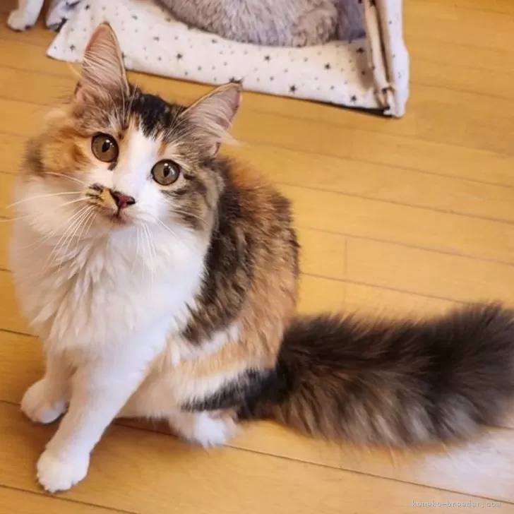 nekoneko 様のお迎えした子猫