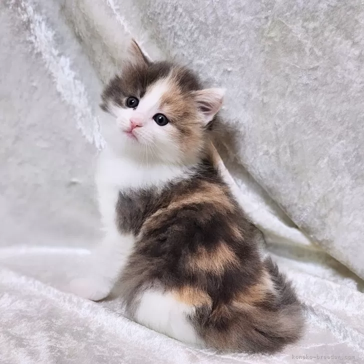ID：2403-02899の子猫
