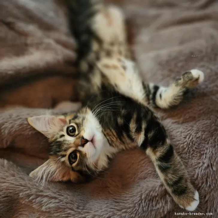 ID：2410-02872の子猫