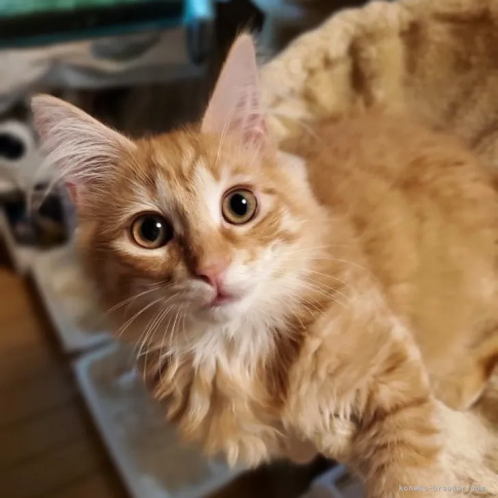 ID:2301-00113の子猫