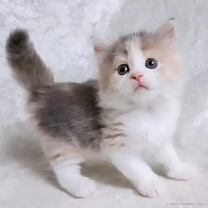 R.O 様のお迎えした子猫