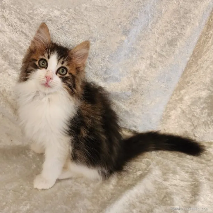 ID：2310-01559の子猫