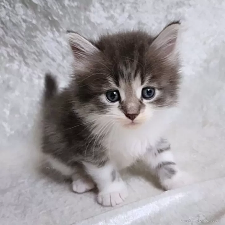 T.Y 様のお迎えした子猫