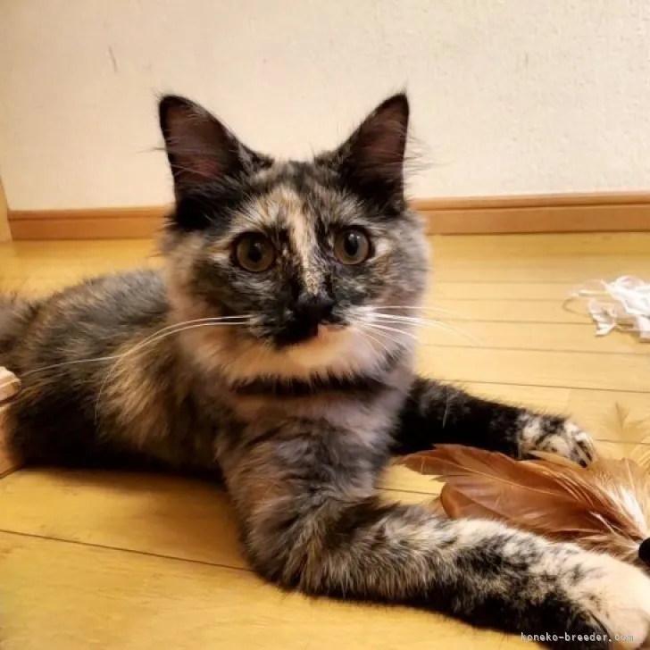 トラミ 様のお迎えした子猫