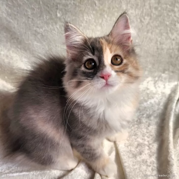 メンジョウ 様のお迎えした子猫