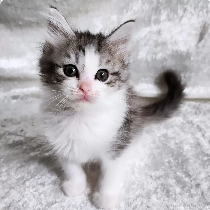 わたる 様のお迎えした子猫