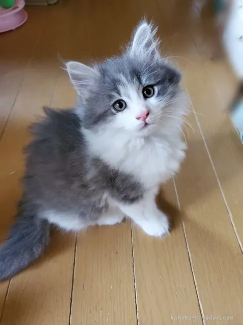 TM 様のお迎えした子猫