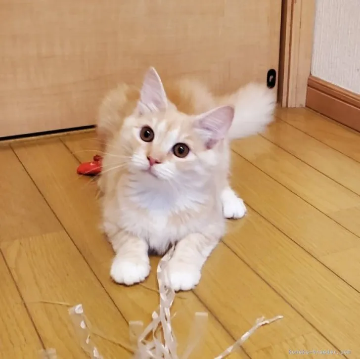 ID:2305-02989の子猫