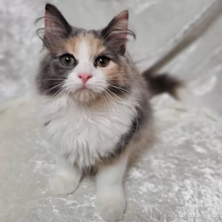 ID:2405-01067の子猫