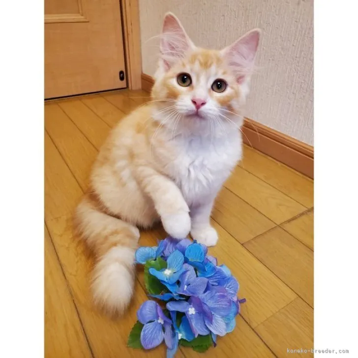 ID:2304-02889の子猫