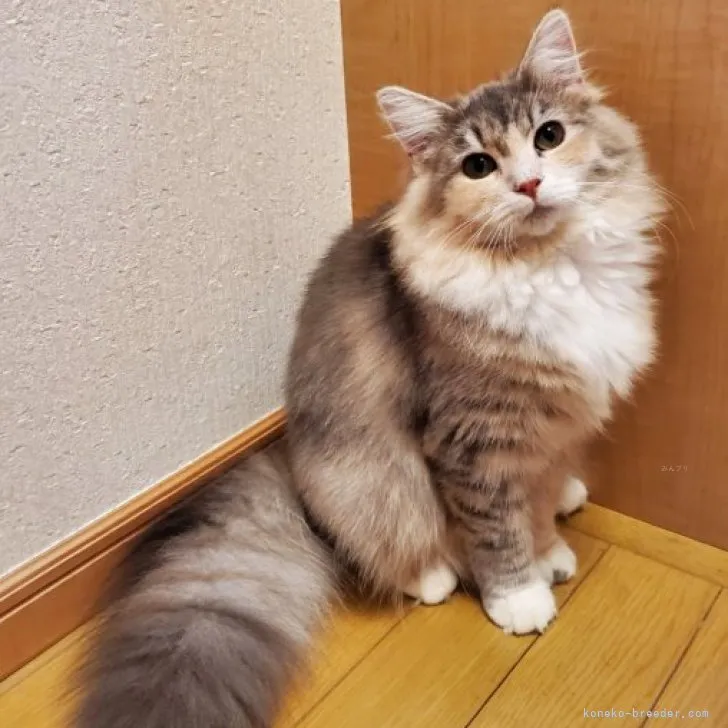 seven 様のお迎えした子猫