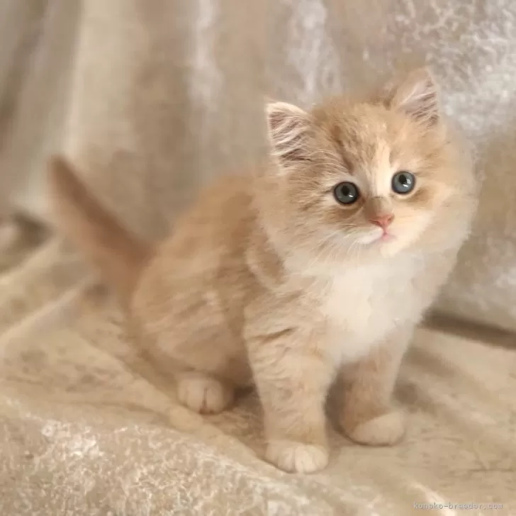 ID:2402-00105の子猫