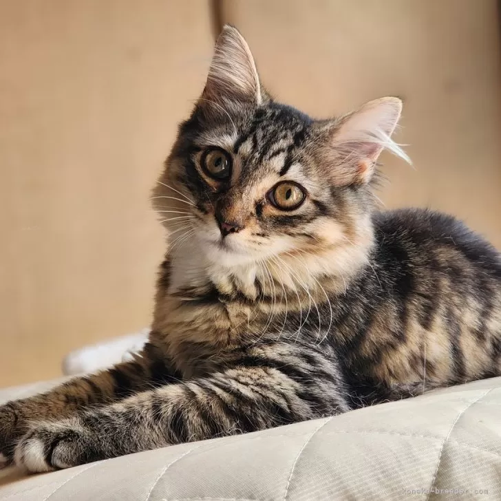 ID:2402-01153の子猫