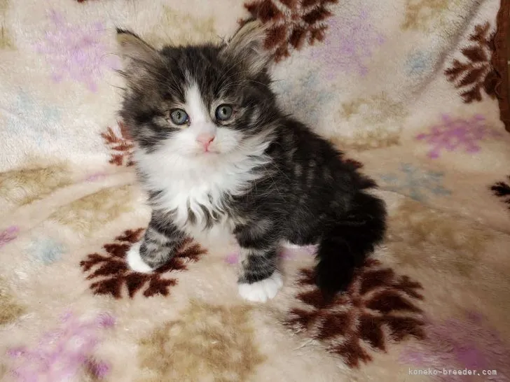 ID:2104-01146の子猫
