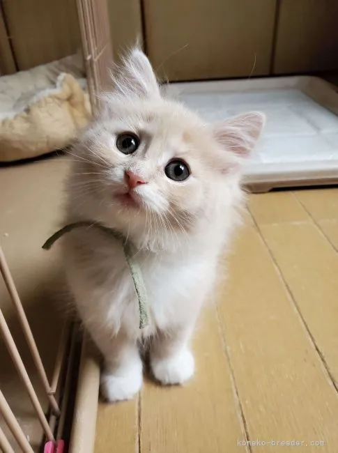 ID:2202-00862の子猫