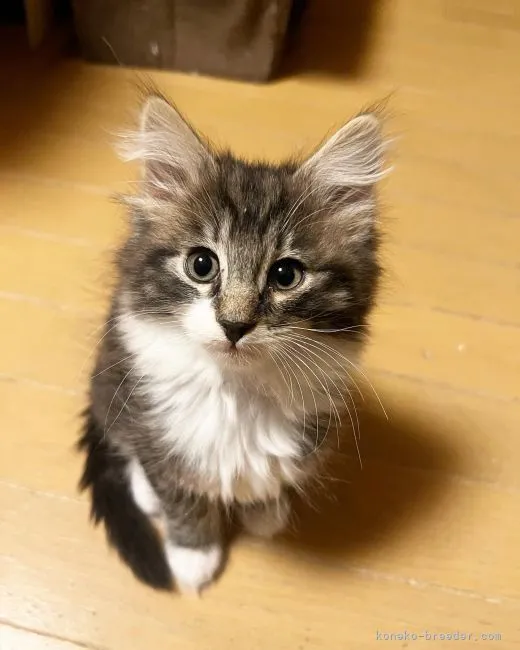 ID:2112-00062の子猫