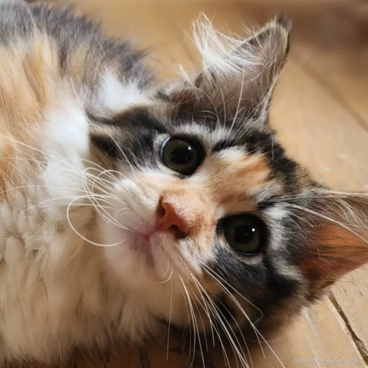 ID:2407-01822の子猫