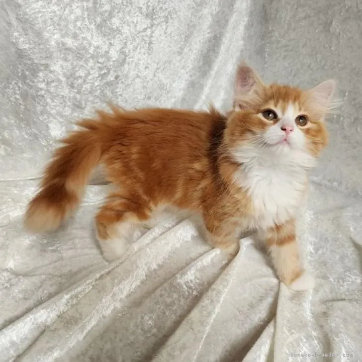 ID:2212-02455の子猫