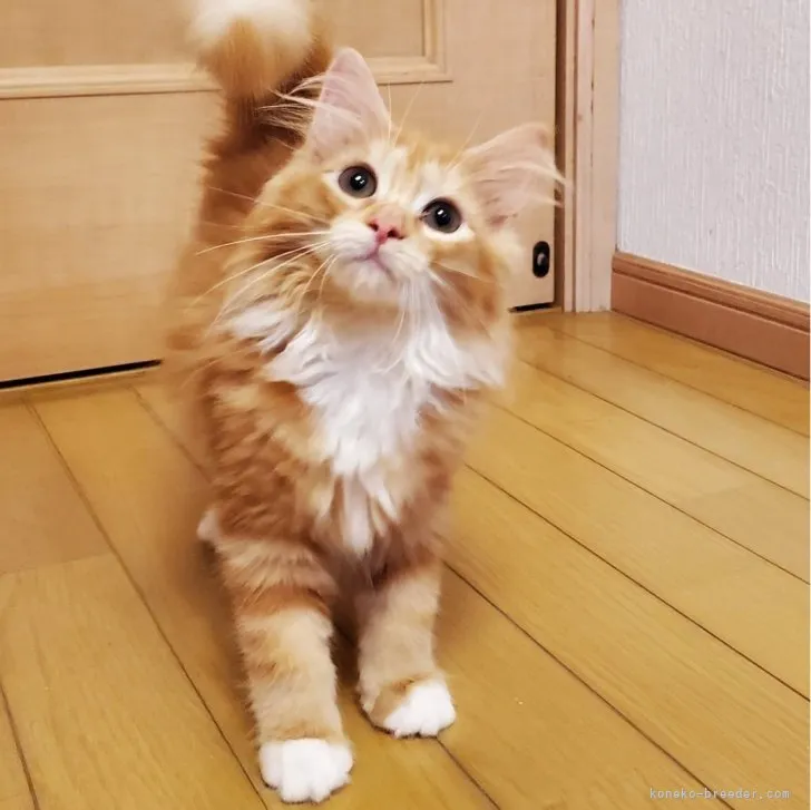ID:2306-02417の子猫