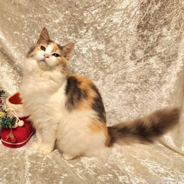 ID:2306-03423の子猫