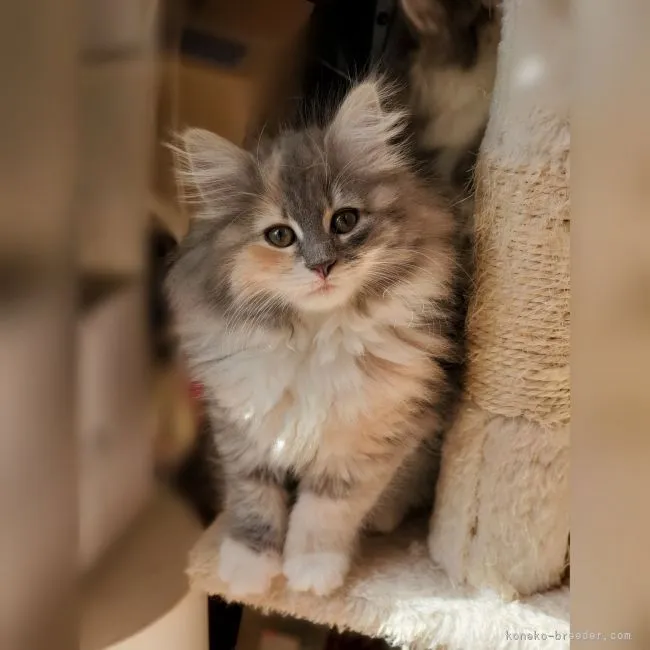 ID:2109-02322の子猫