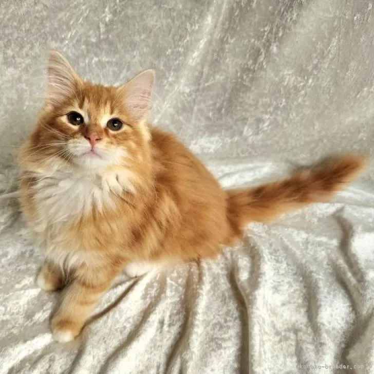 ID:2212-02457の子猫