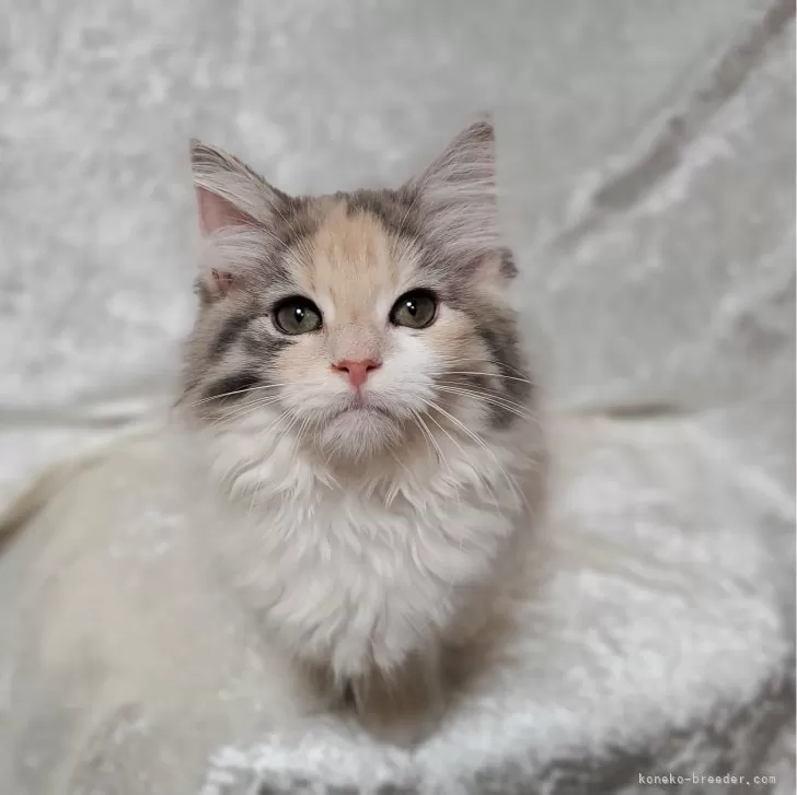 k 様のお迎えした子猫