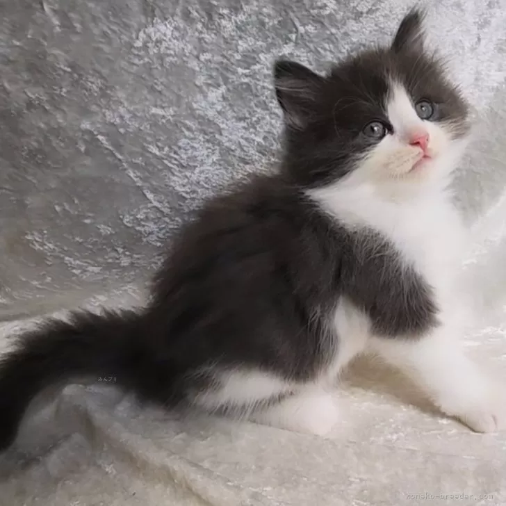 ID:2409-01890の子猫