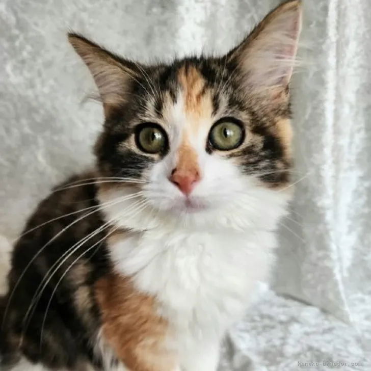 ID：2306-03419の子猫