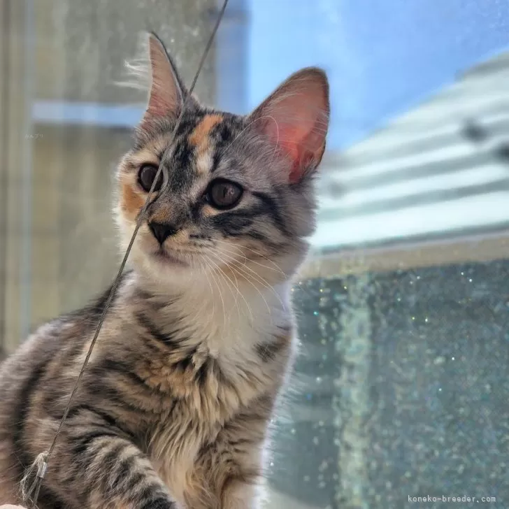 ID：2402-01151の子猫