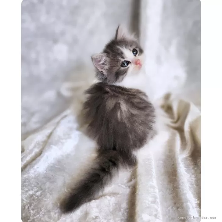 ココ 様のお迎えした子猫