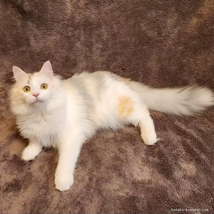 ID：2406-02310の子猫