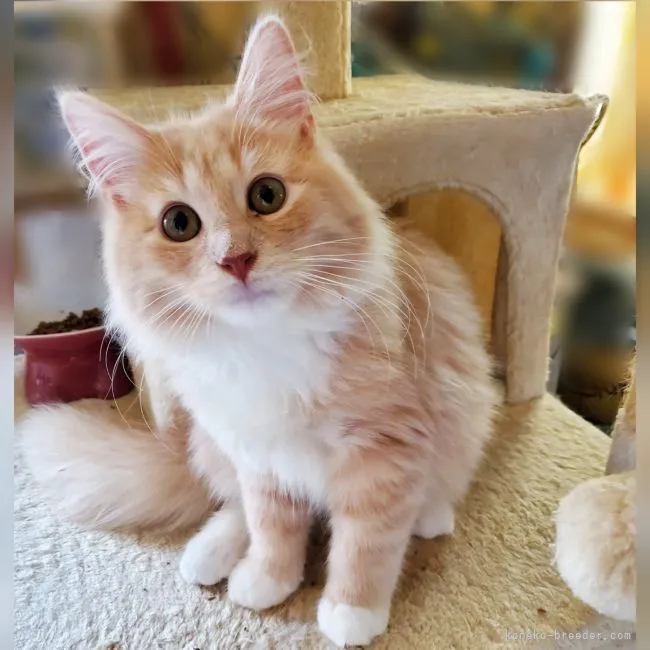 ID:2205-00956の子猫