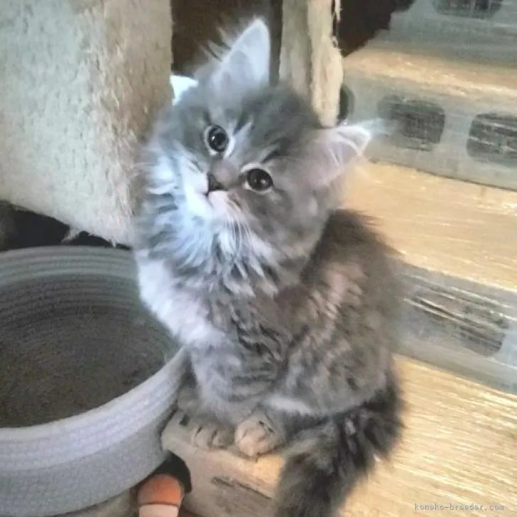 ID:2212-00669の子猫