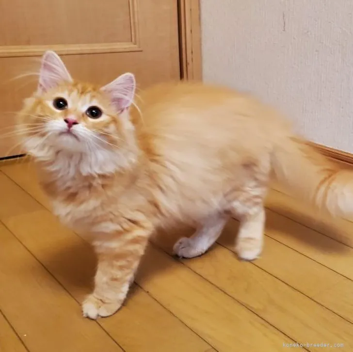 M&M 様のお迎えした子猫