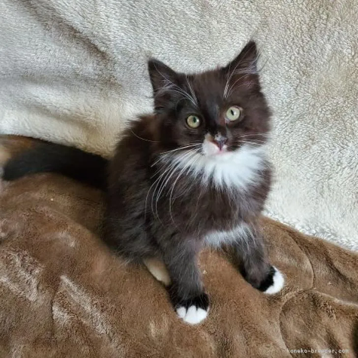 ID:2208-01121の子猫