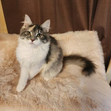 ノルウェージャンフォレストキャット【神奈川県・女の子・2023年8月5日・ダイリュートキャリコ】の写真「マイペースなツンデレ女子🎀駅送迎承ります🚉🚗」