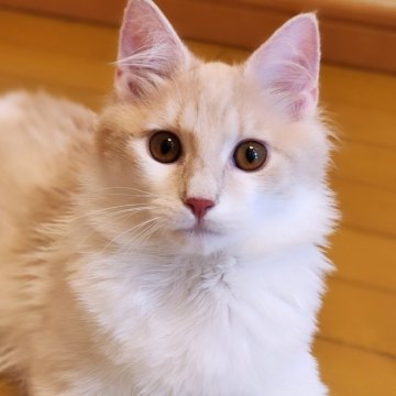 ノルウェージャンフォレストキャット【神奈川県・男の子・2023年8月5日・クリームタビー&ホワイト】の写真「ゴロスリ君✨見学後お連れ帰り可能✨駅送迎承ります」