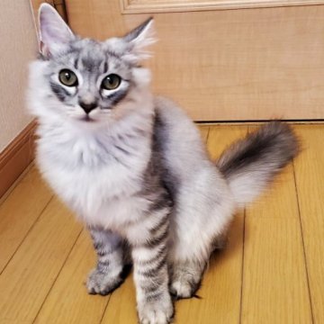 ノルウェージャンフォレストキャット【神奈川県・男の子・2023年4月5日・ブルーシルバーマッカレルタビー】の写真「人懐こく元気で遊び好きな男の子☆見学後お連れ帰り可」