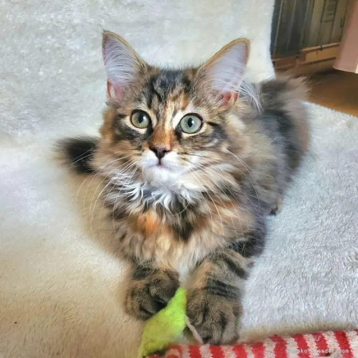 ID:2206-03115の子猫