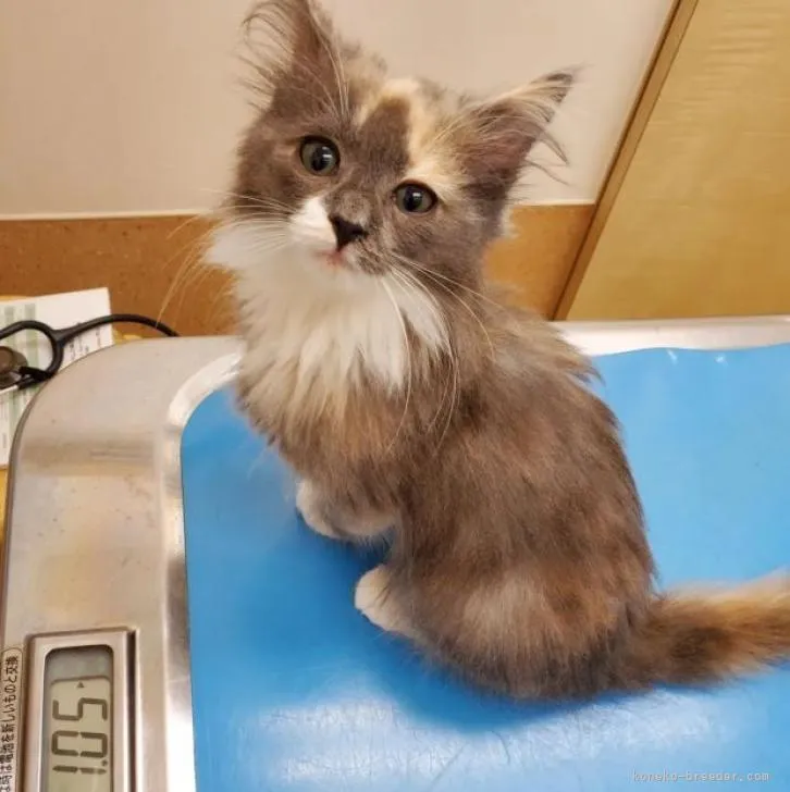 ID:2209-00275の子猫