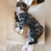 ノルウェージャンフォレストキャット【神奈川県・男の子・2021年10月15日・ブラウンタビー&ホワイト】の写真3