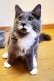 ノルウェージャンフォレストキャット【神奈川県・男の子・2023年3月19日・ブルー&ホワイト】の写真3