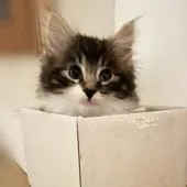 ノルウェージャンフォレストキャット【神奈川県・男の子・2021年10月15日・ブラウンタビー&ホワイト】の写真5