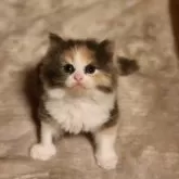 ノルウェージャンフォレストキャット【神奈川県・女の子・2024年4月6日・ダイリュートキャリコ(パステル三毛)】の写真5